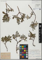 Foto von Salix glabra Scop.